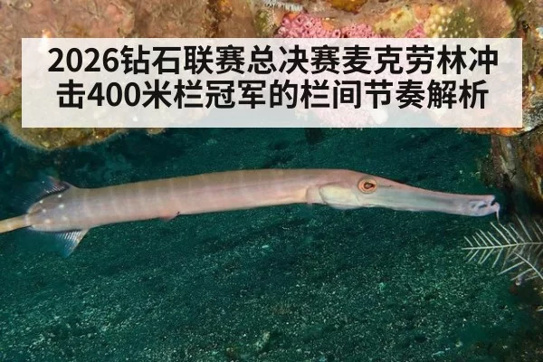 2026钻石联赛总决赛麦克劳林冲击400米栏冠军的栏间节奏解析
